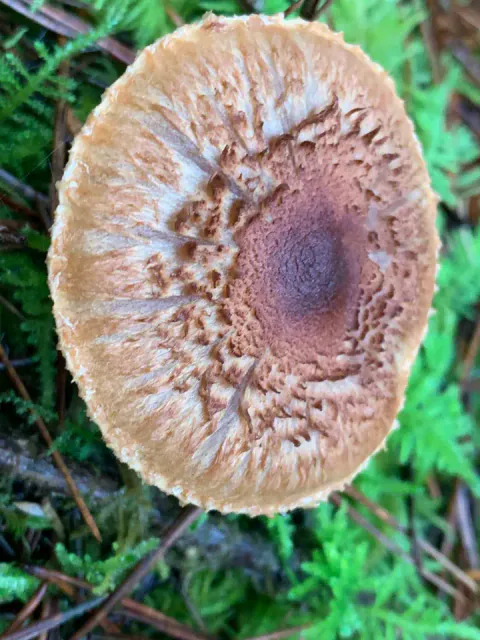 Nærbilde ovenfra av skjeggmusserong med mørkebrun midte og grove, lysebrune skjell utover hatten, mot grønn mose.