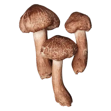 Tre frilagte skjeggmusseronger med brune, skjellete hatter og lange, brunlige stilker, vist i ulike størrelser.
