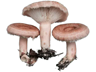 Skjeggrisker med rosa hatter med ringmønster og hårete kanter, samt ett eksemplar som viser lyse, rosa skiver.