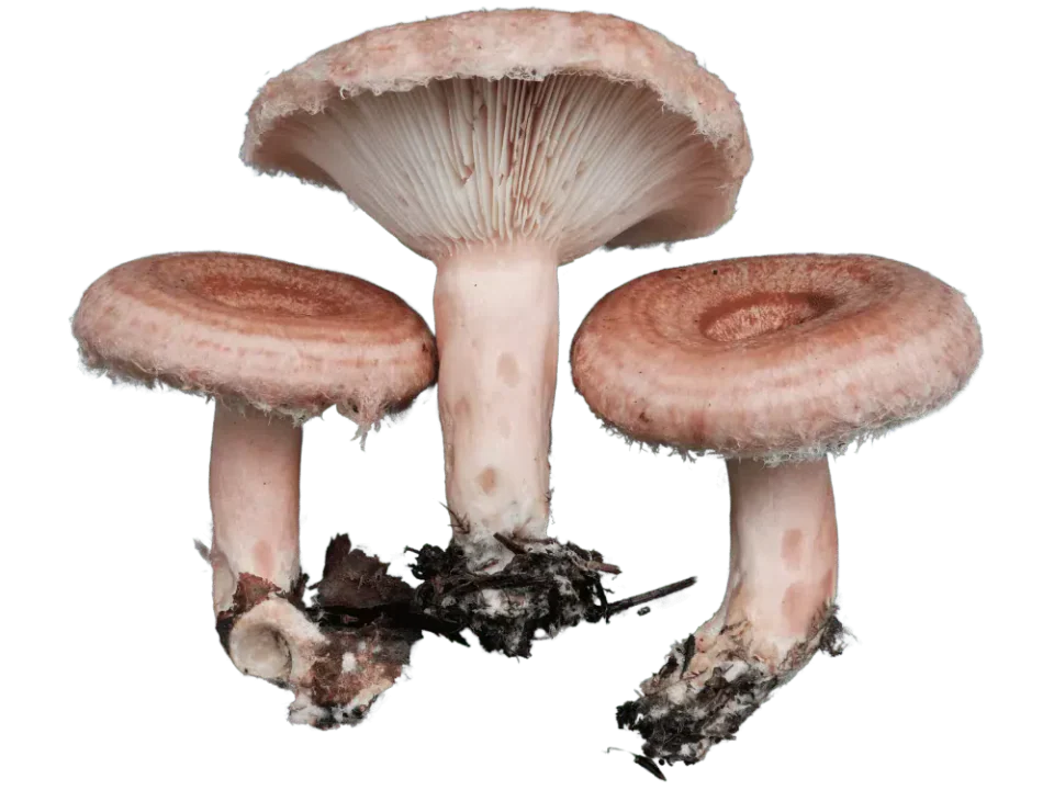 Skjeggrisker med rosa hatter med ringmønster og hårete kanter, samt ett eksemplar som viser lyse, rosa skiver.