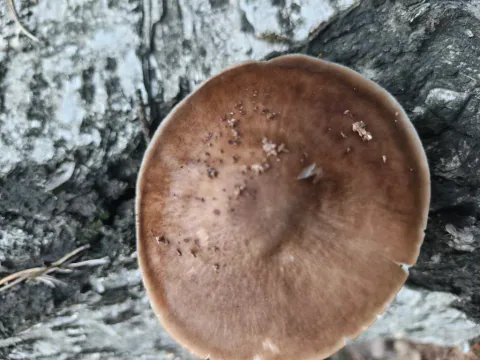 Skjermsopp sett ovenfra ved lys, sprukken bark, med bred brun hatt, mørkere midtparti og små planterester på overflaten.