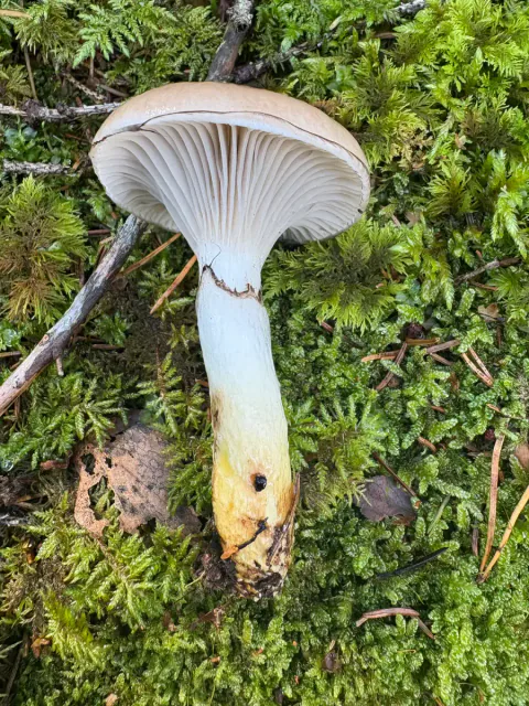 Sleipsopp lagt på mose med fjernstilte hvitgrå skiver og gul flekk ved stilkbasisen.