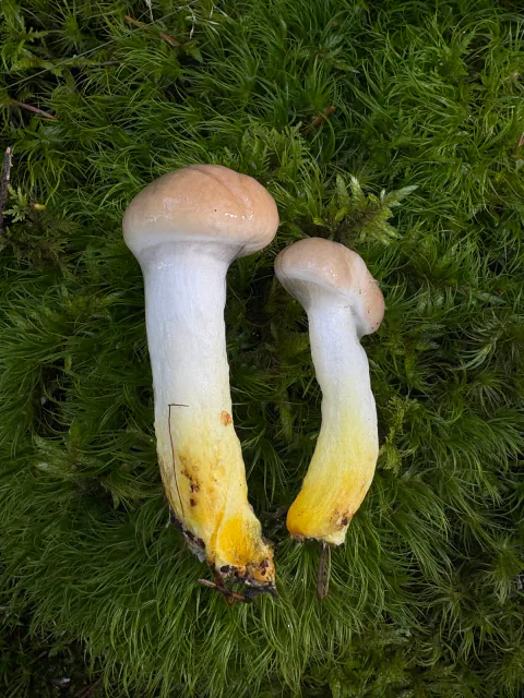 To unge sleipsopper i mose med hvelvede brunrosa hatter og gule stilkbaser.