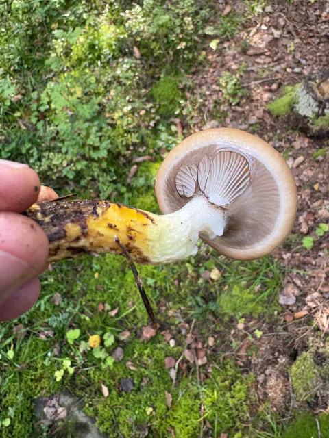 Nærbilde av sleipsoppens tykke grå skiver og gule flekker på stilken.