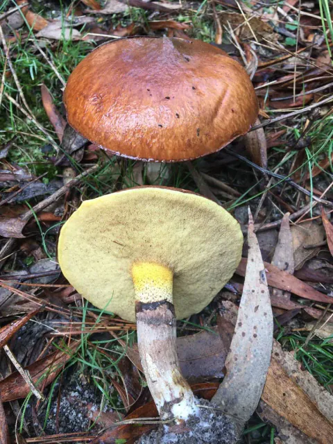 To smørsopper med brun hatt, gult porelag og synlig ring på stilken.