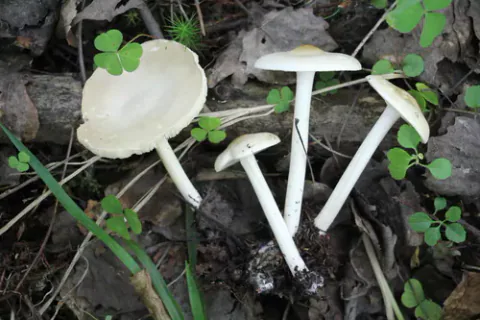 Fire sommermunkehatter ligger blant løv og grønne småblader, med bleke hatter og lange, slanke hvite stilker.