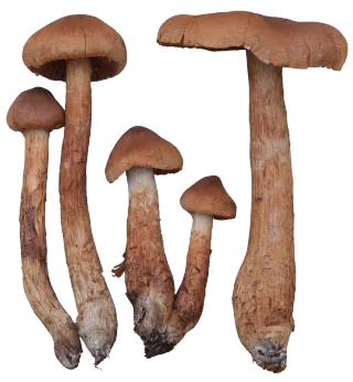 Fem spisse giftslørsopper med rustbrune hatter og lange, brunlige stilker, vist med både små spisse og bredere hatter.