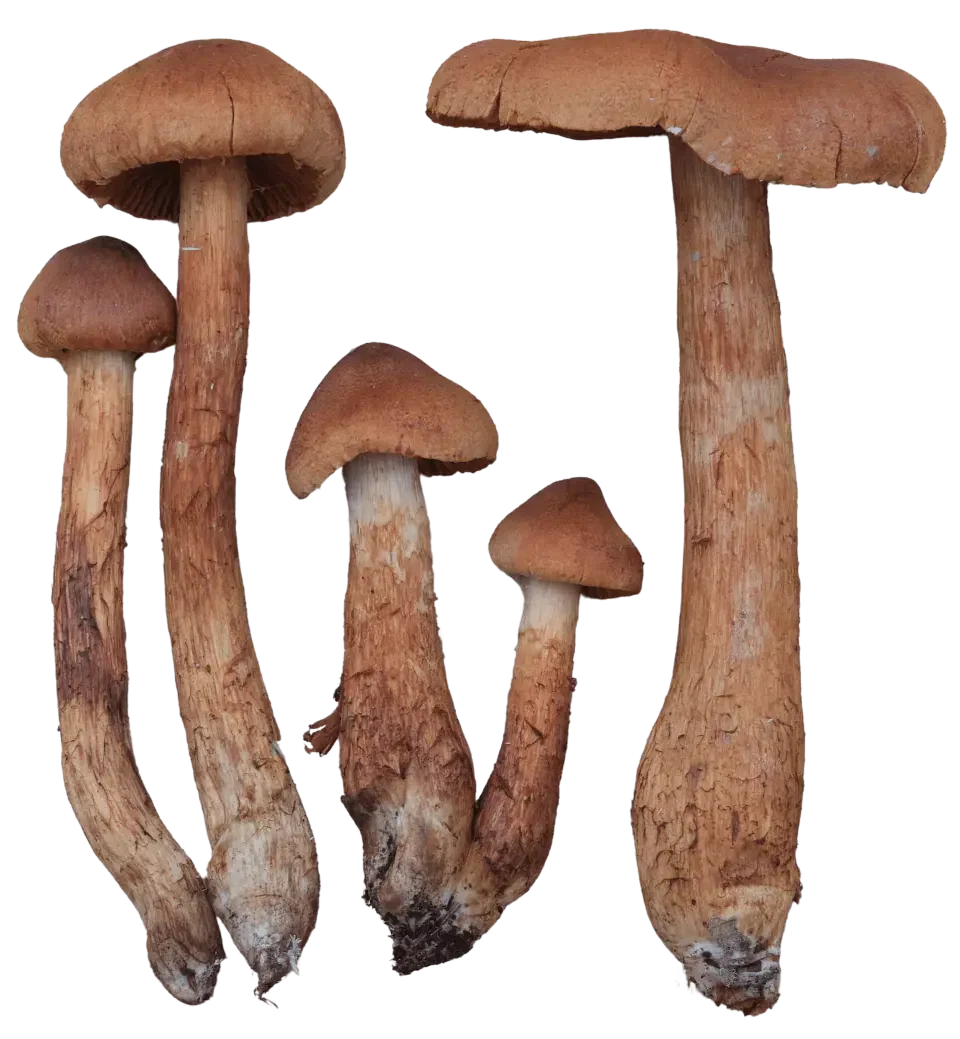 Fem spisse giftslørsopper med rustbrune hatter og lange, brunlige stilker, vist med både små spisse og bredere hatter.