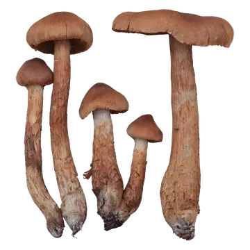 Fem spisse giftslørsopper med rustbrune hatter og lange, brunlige stilker, vist med både små spisse og bredere hatter.