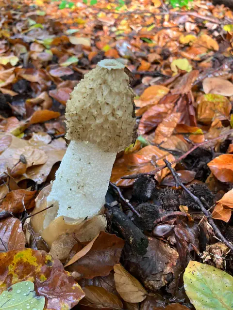Stanksopp står blant gule og brune høstblader, med tykk, hvit stilk og et olivenbrunt hode med grove groper og lys topp.