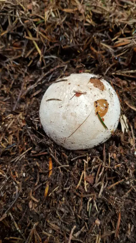 Et rundt, hvitt soppegg av stanksopp med sprekker og brunlige åpninger ligger mellom mørke barnåler.
