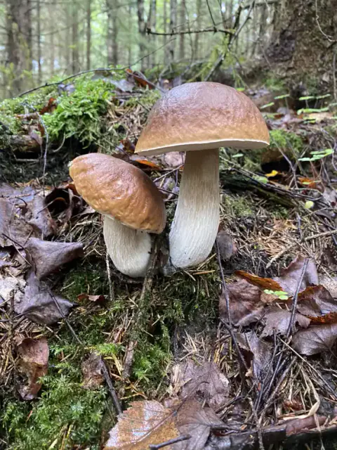 To kraftige steinsopper med brune hatter på skogbunnen.