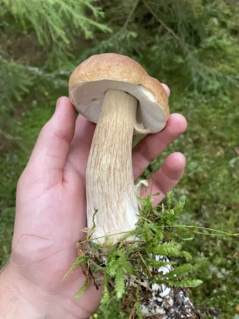 Steinsopp fra siden med bredt porelag og kraftig stilk.