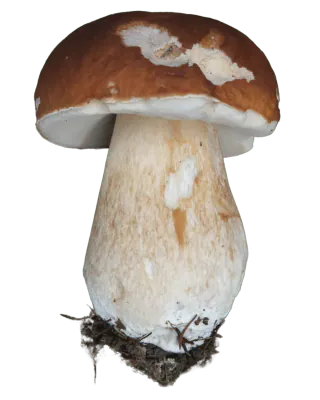 Steinsopp med hvelvet brun hatt, lyse avskrapte felt og hvit underside over en tykk, klubbeformet stilk med jord nederst.