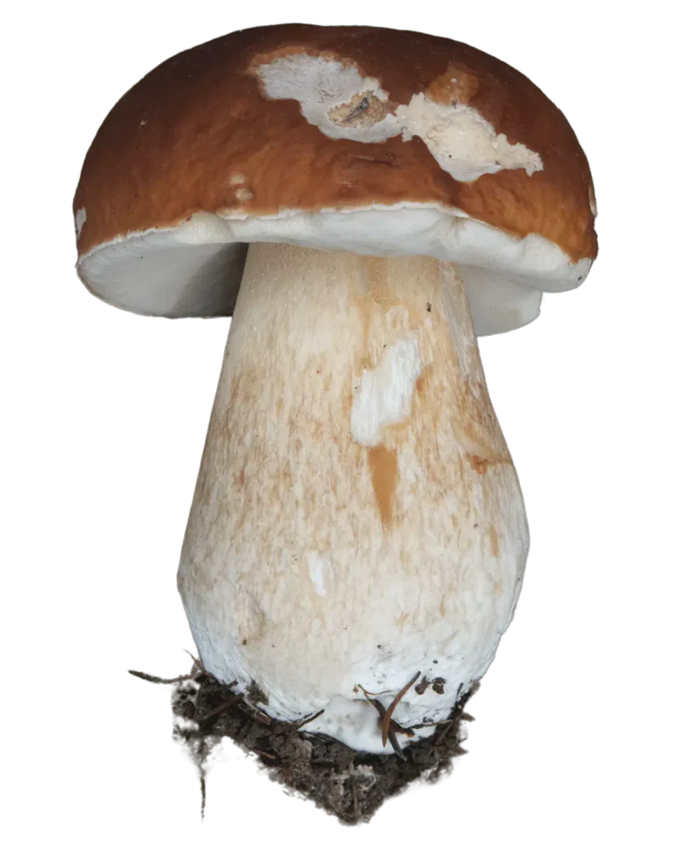 Steinsopp med hvelvet brun hatt, lyse avskrapte felt og hvit underside over en tykk, klubbeformet stilk med jord nederst.