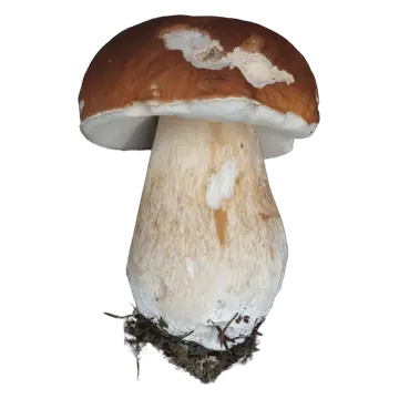 Steinsopp med hvelvet brun hatt, lyse avskrapte felt og hvit underside over en tykk, klubbeformet stilk med jord nederst.