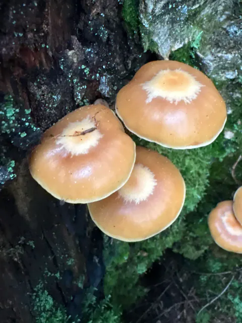 Tre stubbeskjellsopper ovenfra med glinsende brune hatter og markerte lyse midtpartier.