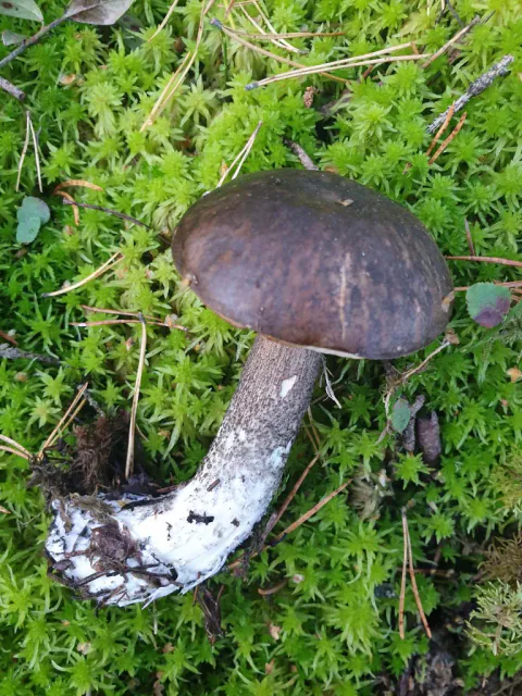 Svartskrubb liggende i mose med mørk fiolettbrun hatt og flekket lys stilk.