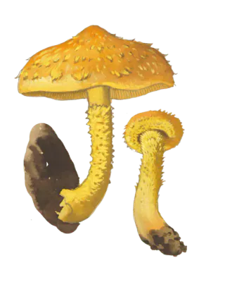 Illustrasjon av to svovelskjellsopper med sterkt gule hatter og bøyde stilker, dekket av spisse, oransjegule skjell.