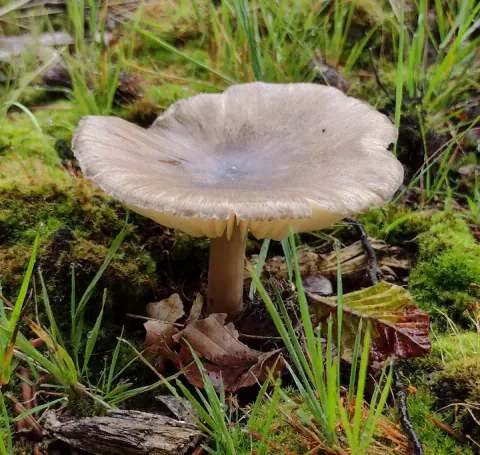Tægersopp står i mose og gress, med bred, gråbrun hatt, mørkere midtparti, bølget kant og en slank, lys stilk.