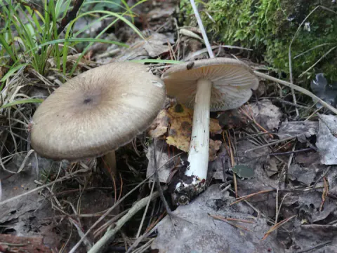 To tægersopper blant løv og kvister, med en gråbrun hatt sett ovenfra og en lys skiveunderside ved siden av.