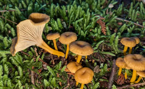 En gruppe traktkantareller i tett mose, med brune hatter og gule stilker; én ligger med den ribbete undersiden frem.