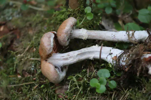 Ullringslørsopper ligger på mose og løv, med brune hatter og lange, lyse stilker dekket av ujevne, hvite belter.