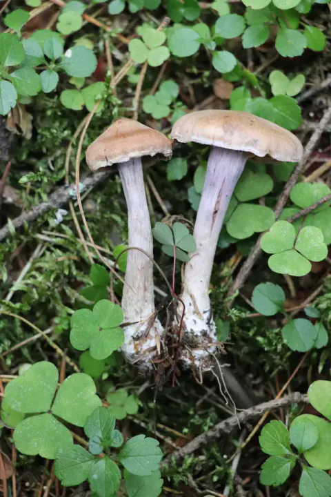 To ullringslørsopper ligger blant grønne småblader, med brune hatter, hvite hattkanter og slanke, blekfiolette stilker.