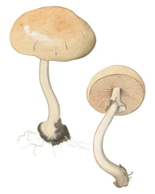 Illustrasjon av to våråkersopper med gulbrune hatter og lyse, buede stilker, den ene med brune skiver og hengende ring synlig.
