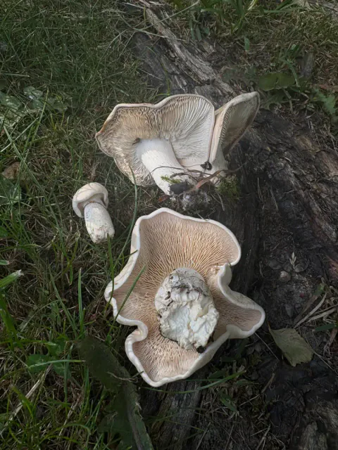 Vårfagerhatter ligger ved en trerot i gresset, med bølgete hattkanter, beige skiver og korte, tykke hvite stilker vendt opp.