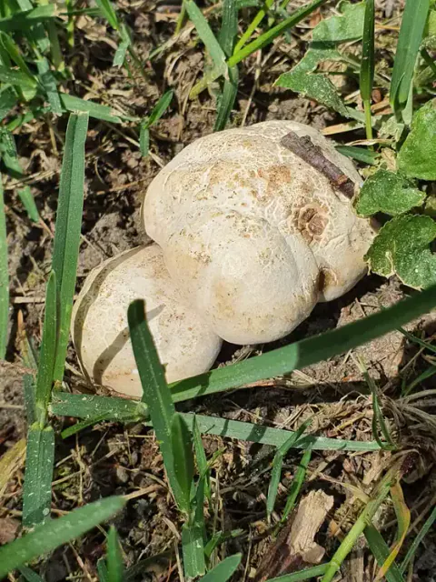 En liten gruppe vårfagerhatter sett ovenfra mellom gresstrå, med kremhvite, ujevne hatter og brunlige flekker.