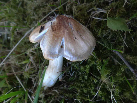 Vårtrevlesopp i gress og mose, med brun spiss hatt, lyse radiære fibre, oppsprukket hattkant og hvit stilk.