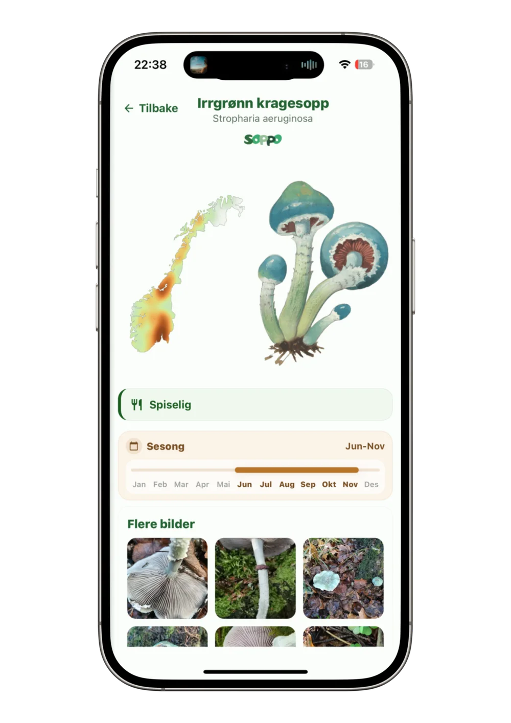 Irrgrønn kragesopp i Soppboka, med illustrasjon, utbredelseskart, sesongkalender og fotogalleri.